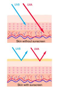 Skincare Routine - Sunscreen